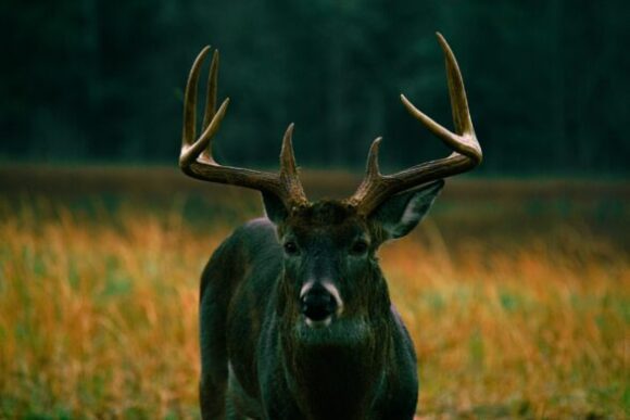 Guaranteed Whitetail Deer Hunt