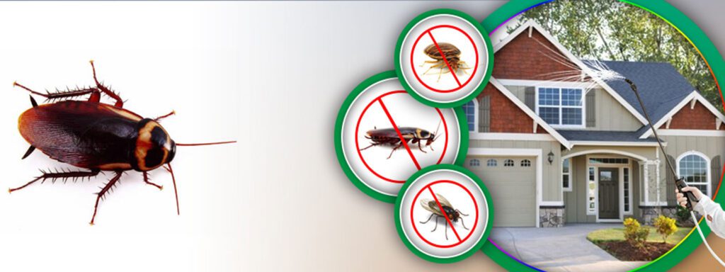 pest control Aldergrove