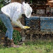 Exploring Bee Behavior and Hive Structures: What Makes a Hive Attractive to Bees?