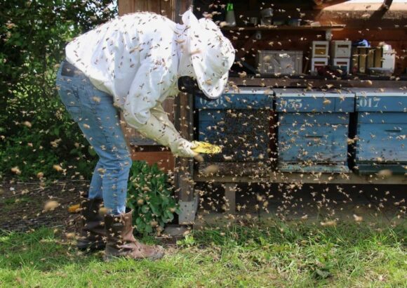 Exploring Bee Behavior and Hive Structures What Makes a Hive Attractive to Bees?