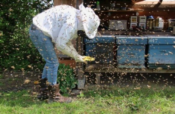 Exploring Bee Behavior and Hive Structures: What Makes a Hive Attractive to Bees?